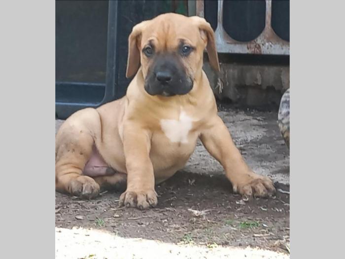 presa kanario prelepi štenci besplatni mali oglasi