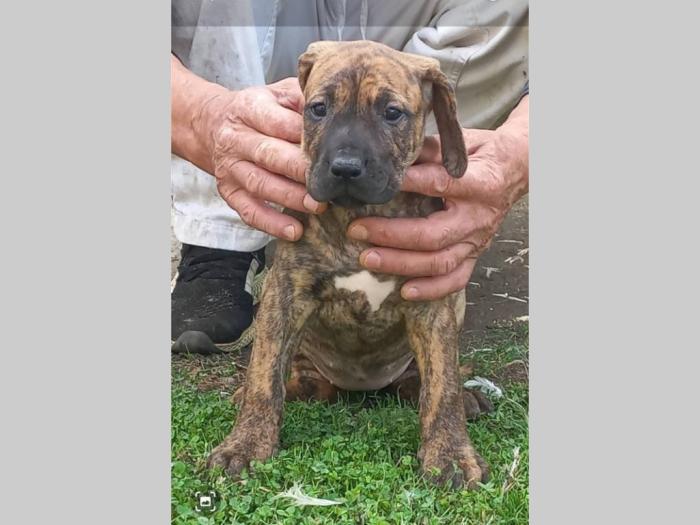presa kanario prelepi štenci besplatni mali oglasi