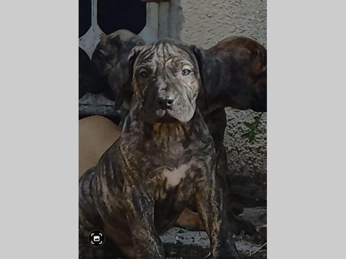 presa kanario prelepi štenci besplatni mali oglasi