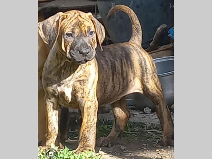 presa kanario prelepi štenci besplatni mali oglasi