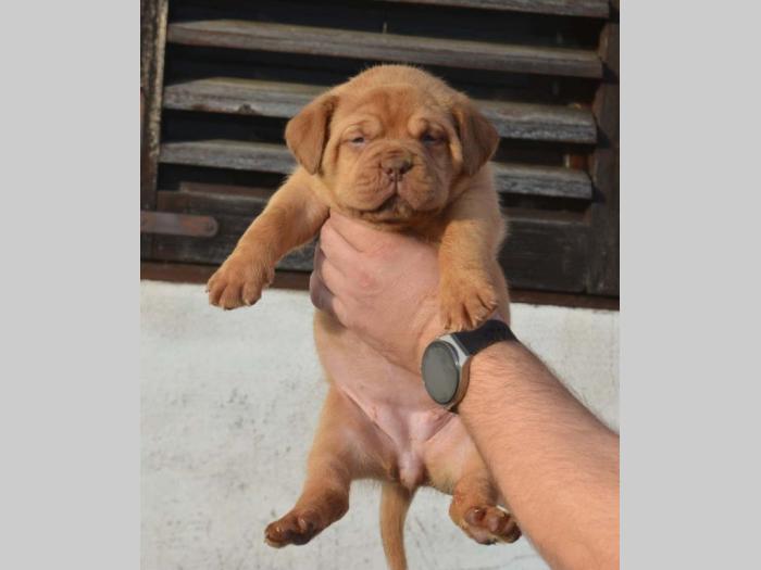 prvobirano štene bordoške doge na prodaju besplatni mali oglasi