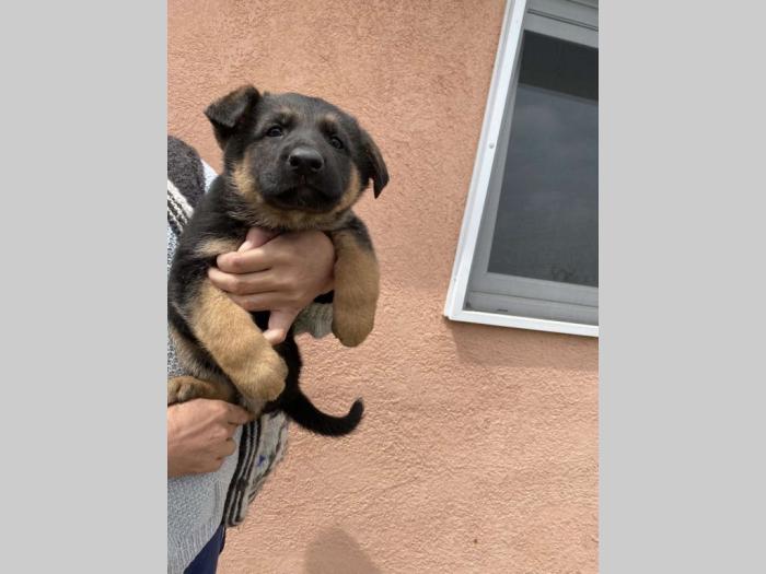 nemački ovčar štenci besplatni mali oglasi
