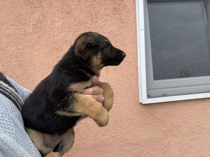 nemački ovčar štenci besplatni mali oglasi