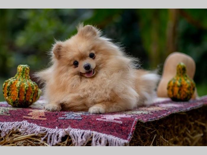 pomeranac prelepi štenci besplatni mali oglasi
