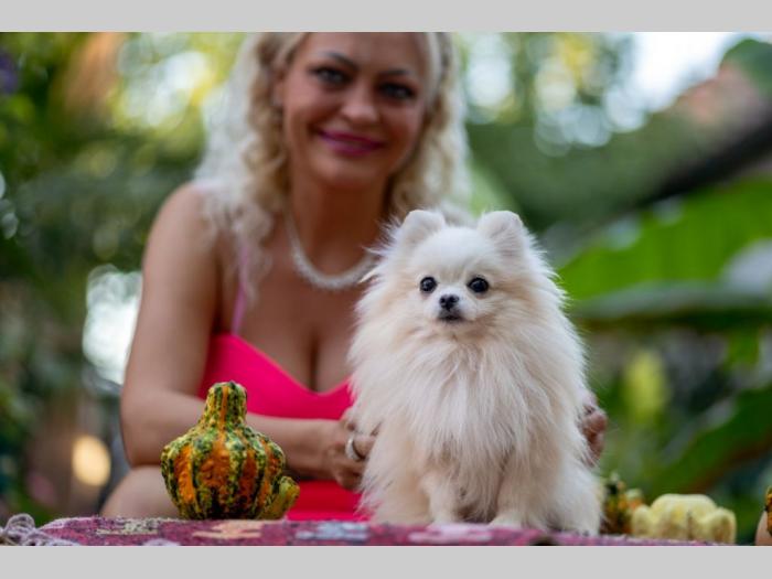 pomeranac prelepi štenci besplatni mali oglasi