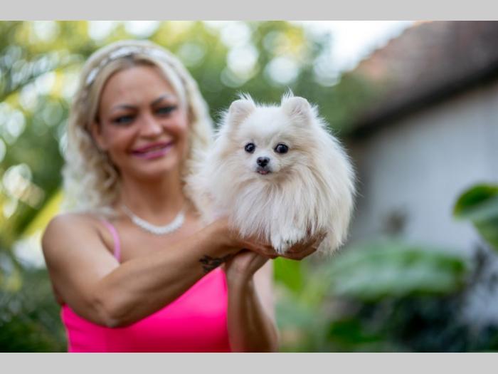 pomeranac prelepi štenci besplatni mali oglasi