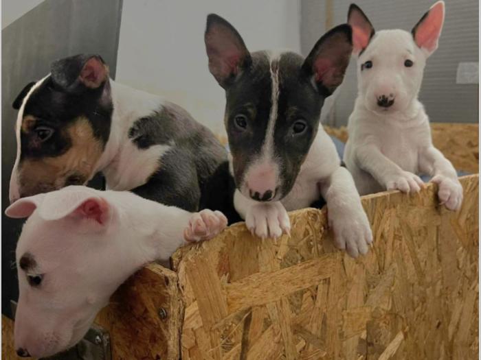 mini bul terijer štenci besplatni mali oglasi
