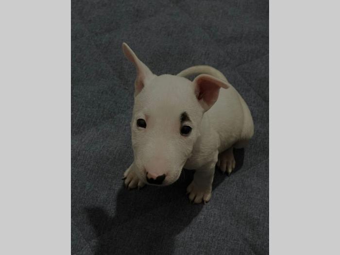 mini bul terijer štenci besplatni mali oglasi