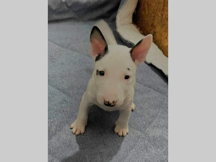mini bul terijer štenci besplatni mali oglasi