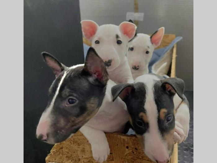 mini bul terijer štenci besplatni mali oglasi