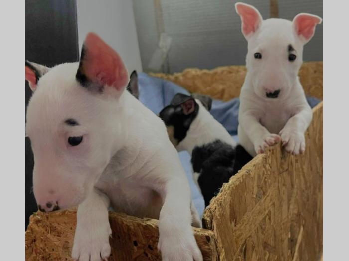 mini bul terijer štenci besplatni mali oglasi
