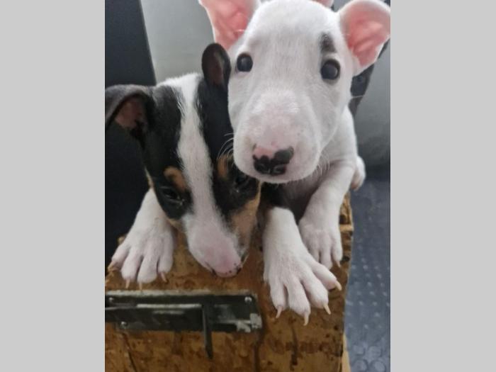 mini bul terijer štenci besplatni mali oglasi