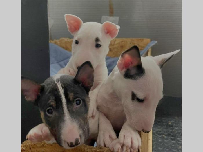 mini bul terijer štenci besplatni mali oglasi