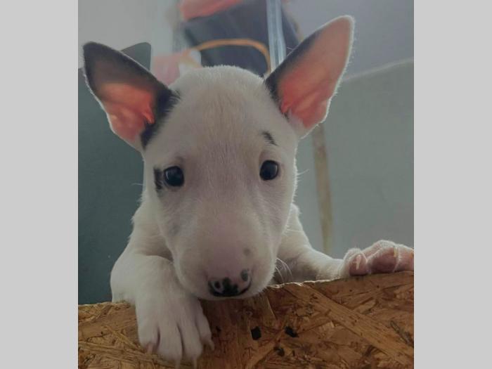 mini bul terijer štenci besplatni mali oglasi