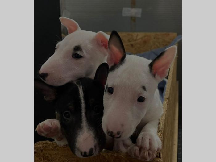 mini bul terijer štenci besplatni mali oglasi