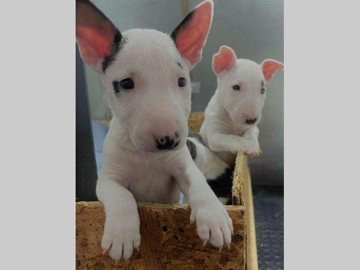 mini bul terijer štenci besplatni mali oglasi