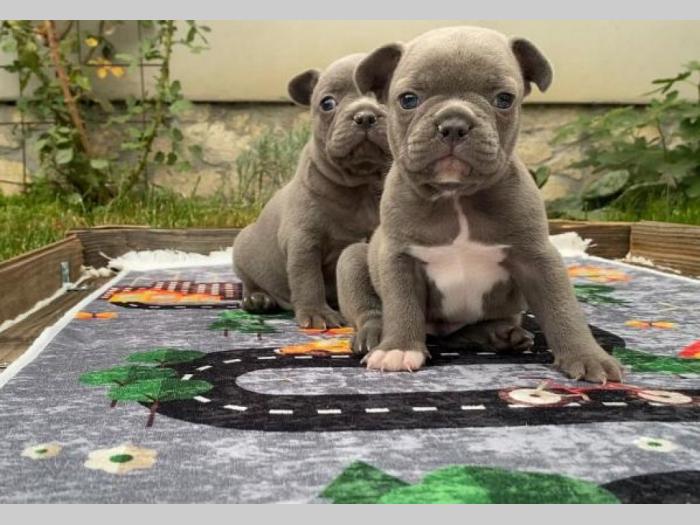 francuski buldog exotic besplatni mali oglasi