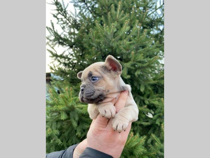 francuski buldog exotic besplatni mali oglasi
