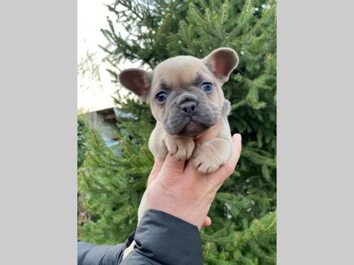 francuski buldog exotic besplatni mali oglasi