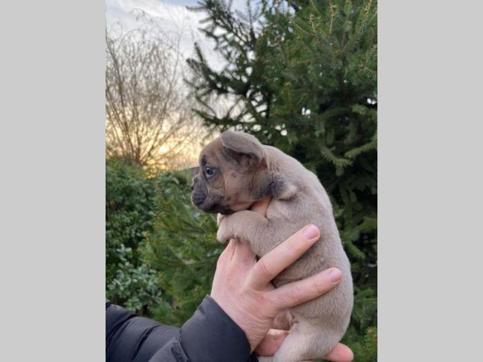 francuski buldog exotic besplatni mali oglasi