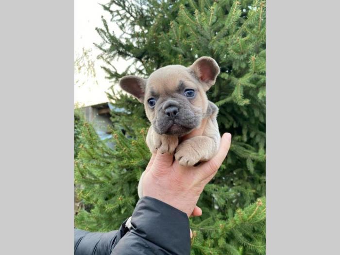 francuski buldog exotic besplatni mali oglasi