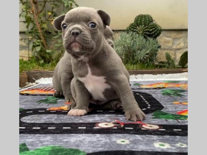 francuski buldog exotic besplatni mali oglasi