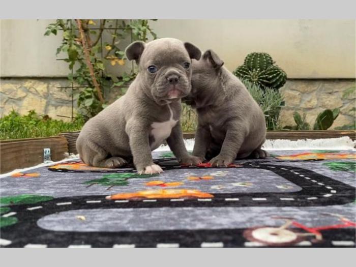 francuski buldog exotic besplatni mali oglasi