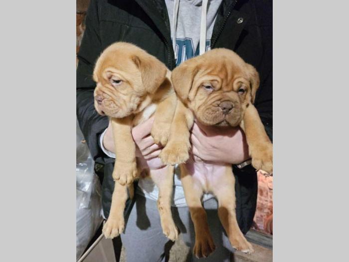 na prodaju štenci bordoške doge vrhunskog porekla besplatni mali oglasi