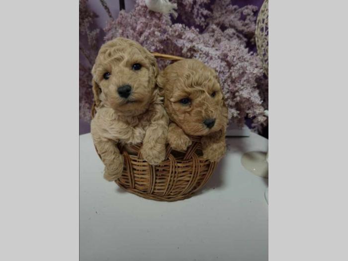 toy pudlice spremne su za preuzimanje besplatni mali oglasi