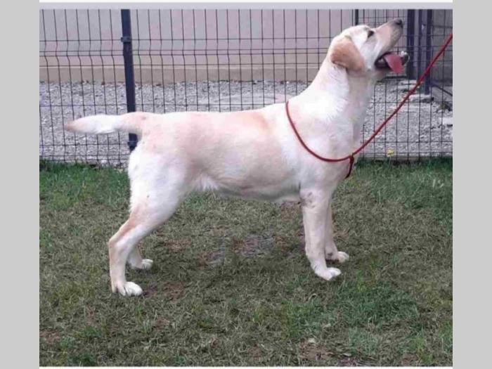 na prodaju žuta ženka labradora stara 2,5 god besplatni mali oglasi