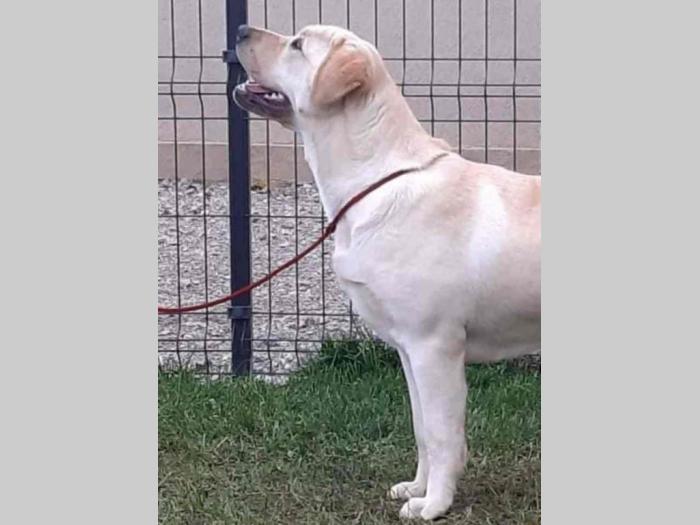na prodaju žuta ženka labradora stara 2,5 god besplatni mali oglasi