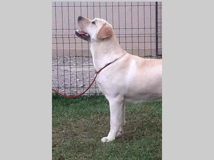 na prodaju žuta ženka labradora stara 2,5 god besplatni mali oglasi