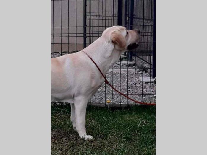 na prodaju žuta ženka labradora stara 2,5 god besplatni mali oglasi