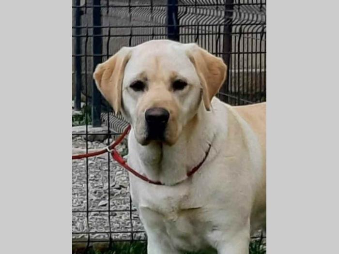 na prodaju žuta ženka labradora stara 2,5 god besplatni mali oglasi