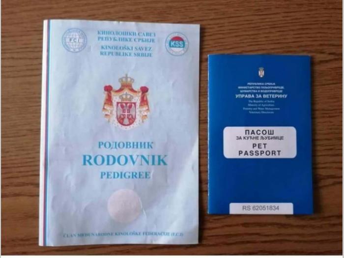 na prodaju žuta ženka labradora stara 2,5 god besplatni mali oglasi