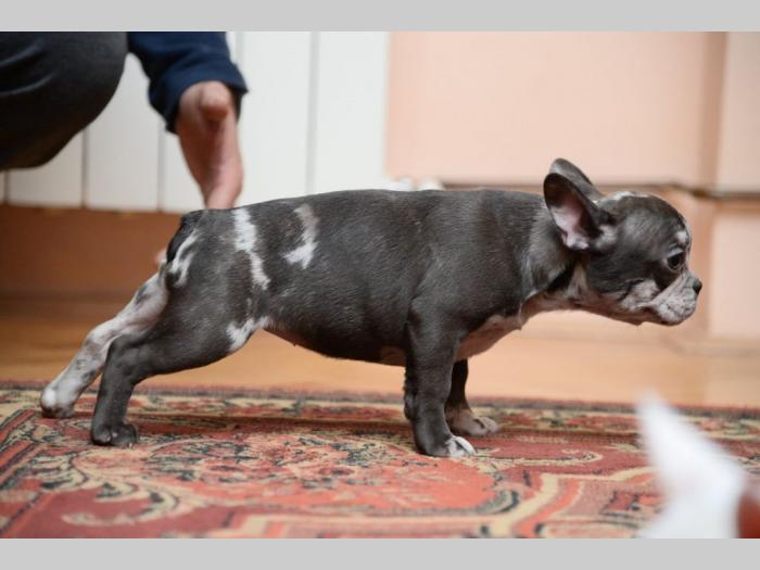 francuski buldog štenci besplatni mali oglasi