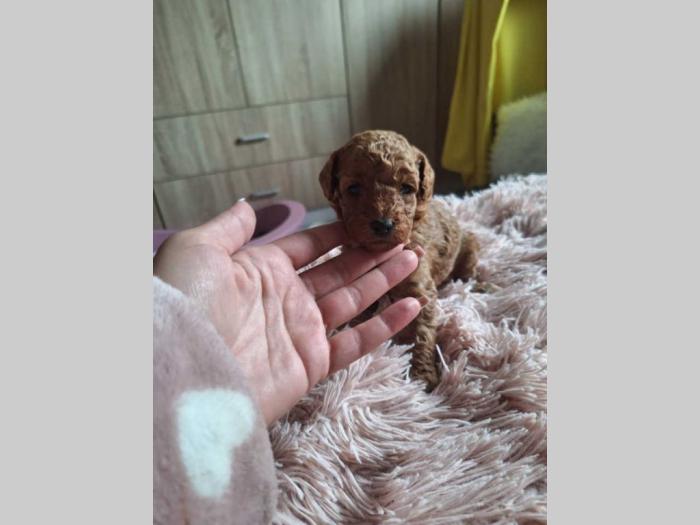 na prodaju štenci patuljaste pudle besplatni mali oglasi