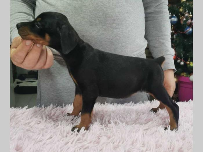 vrhunski doberman štenci besplatni mali oglasi