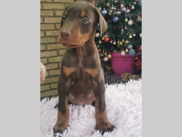vrhunski doberman štenci besplatni mali oglasi