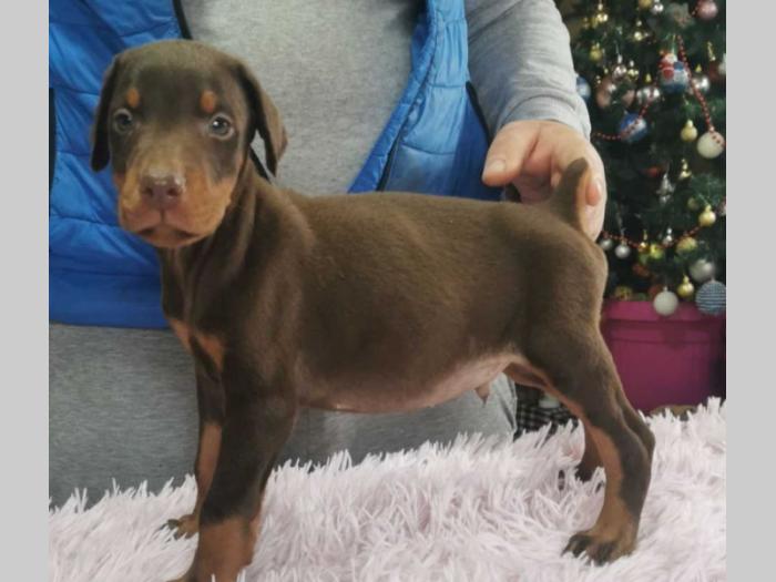 vrhunski doberman štenci besplatni mali oglasi