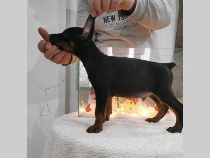 vrhunski doberman štenci besplatni mali oglasi