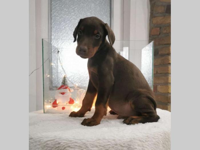 vrhunski doberman štenci besplatni mali oglasi
