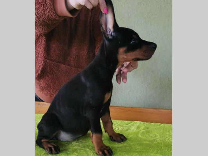 vrhunski doberman štenci besplatni mali oglasi