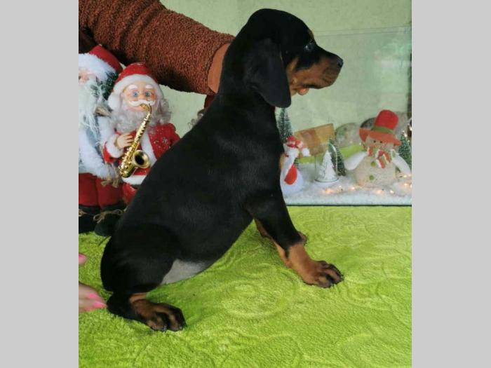 vrhunski doberman štenci besplatni mali oglasi