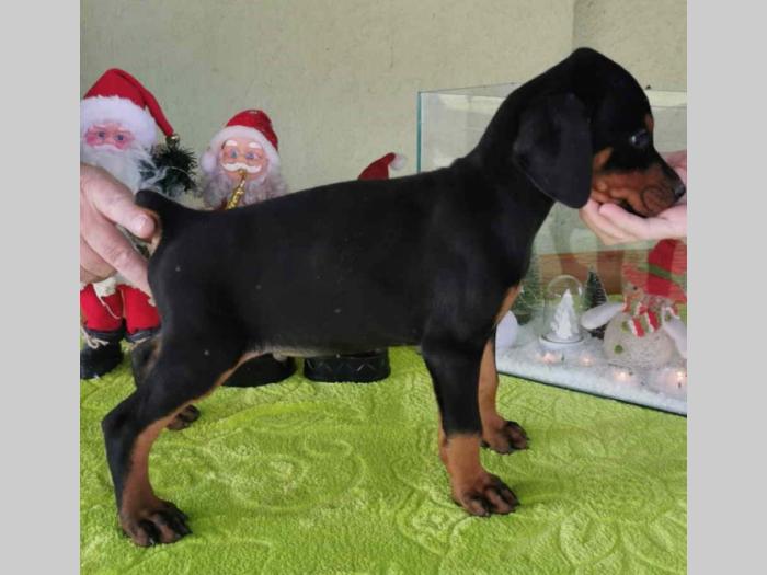 vrhunski doberman štenci besplatni mali oglasi