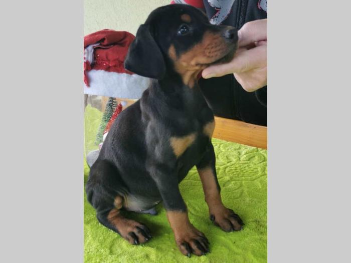 vrhunski doberman štenci besplatni mali oglasi