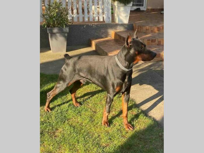 vrhunski doberman štenci besplatni mali oglasi