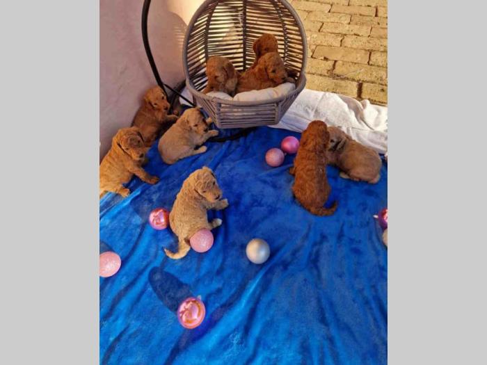 kraljevske pudle u aprikot i crvenoj boji besplatni mali oglasi