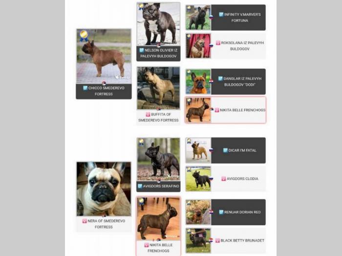 odgajivačnica francuskih buldoga besplatni mali oglasi