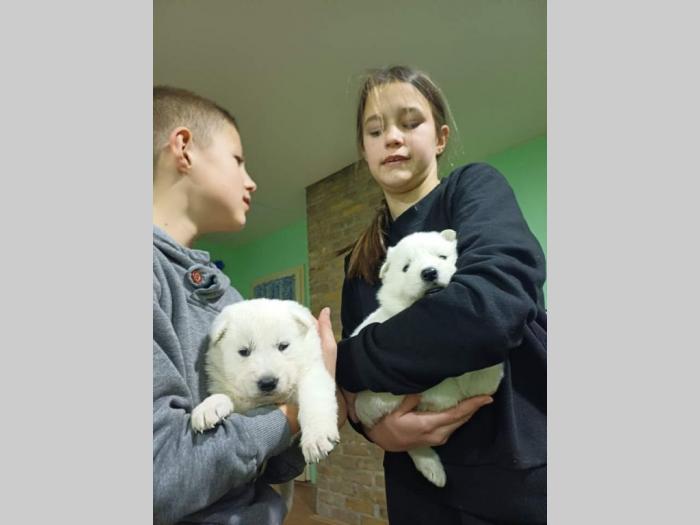 štenci kanadskog ovčara besplatni mali oglasi